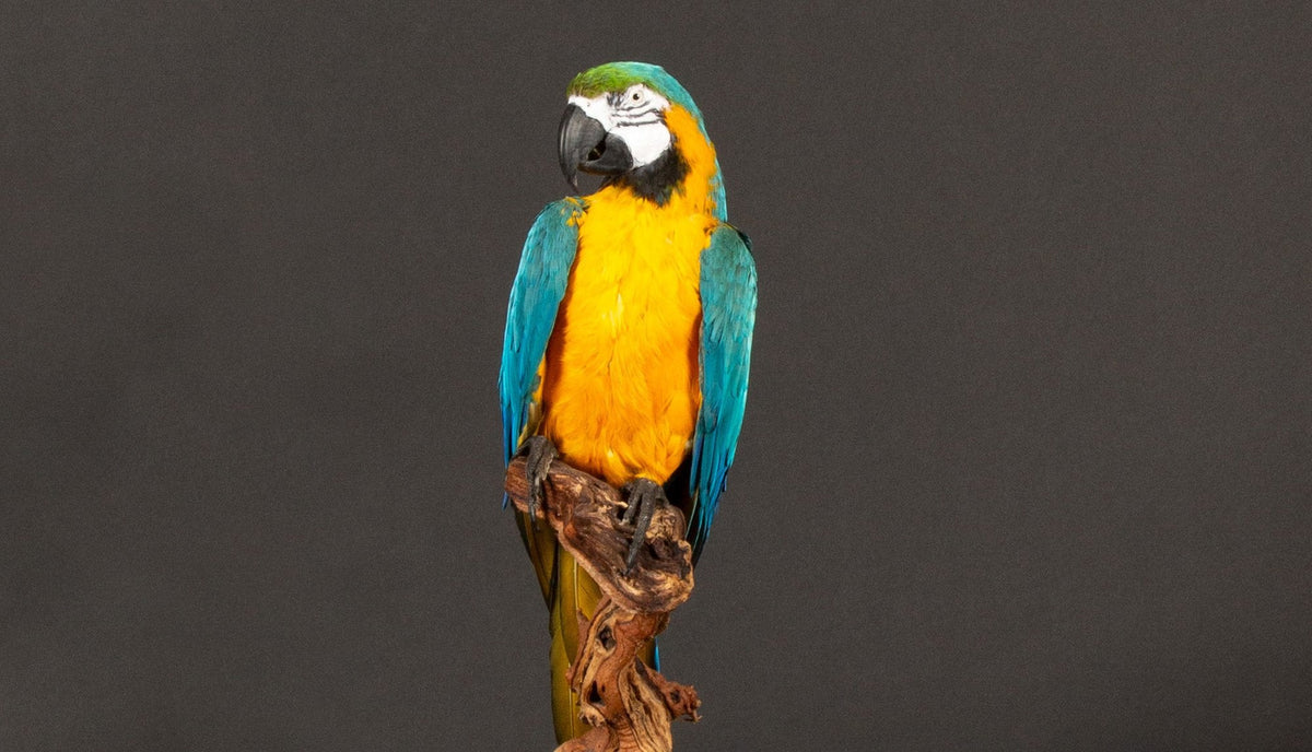 Large Taxidermy Blue and Gold or Blue-and-Yellow Macaw