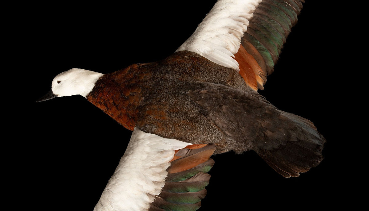 Taxidermy Paradise Shelduck in Flight (Tadorna variegata)