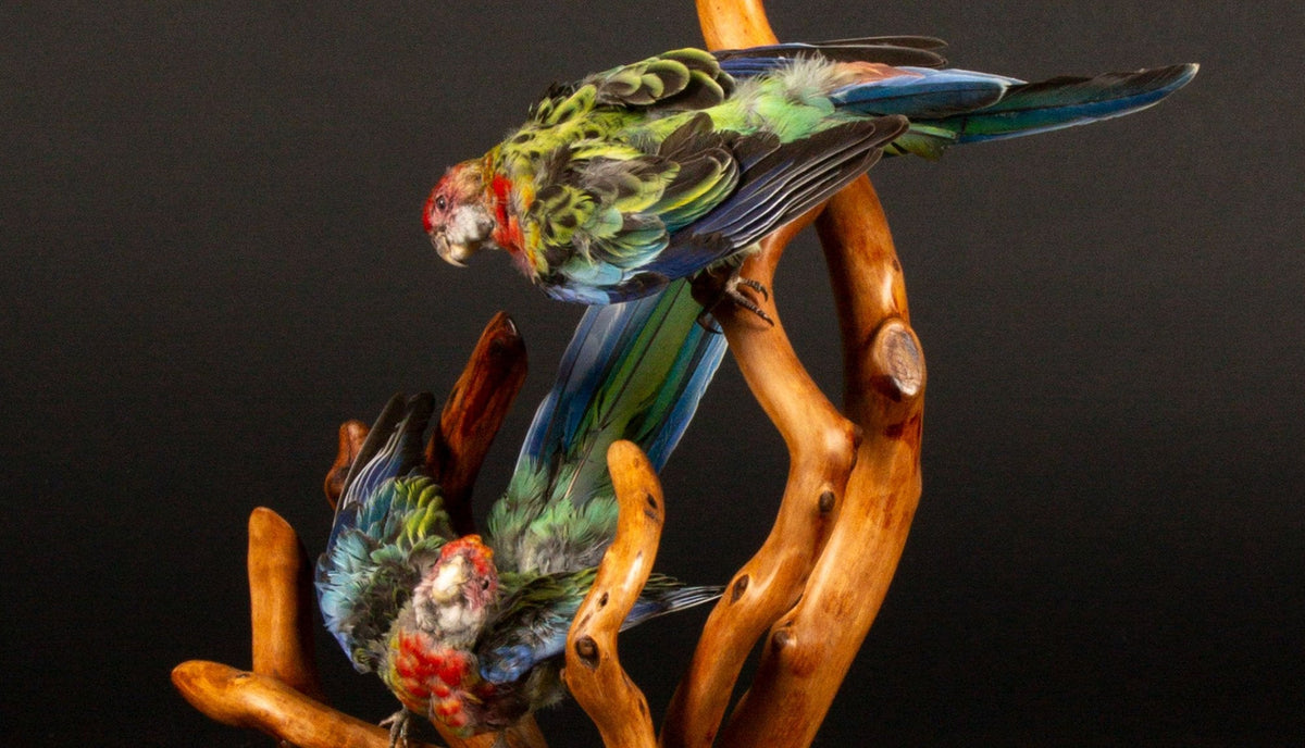 Exquisite Taxidermy Rosellas on Handcrafted Wooden Base