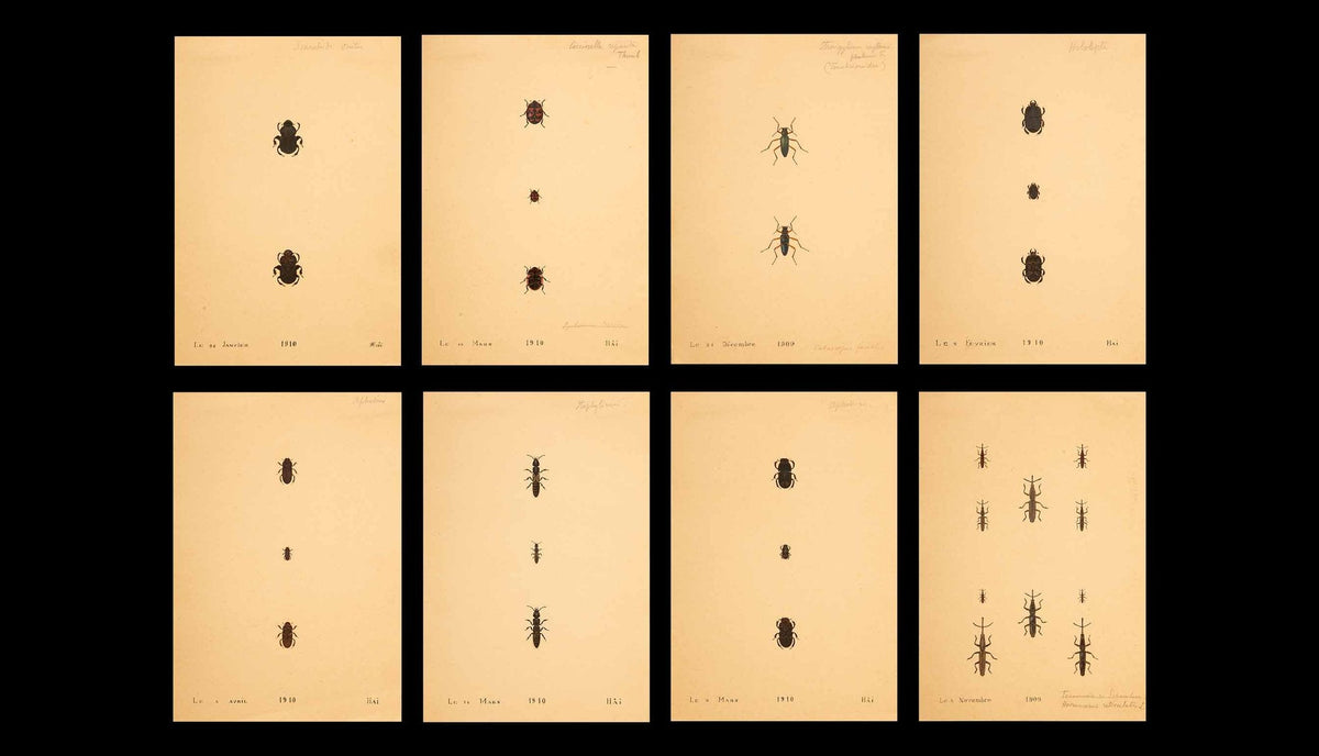 Unframed Collection Painted Scientific Illustrations of Various Insects from the Early 20th Century