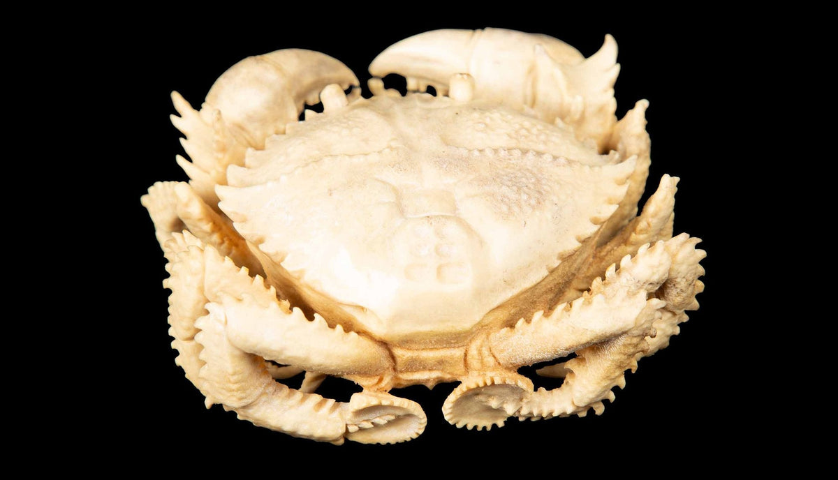 Hand-Carved Moose Antler Crab