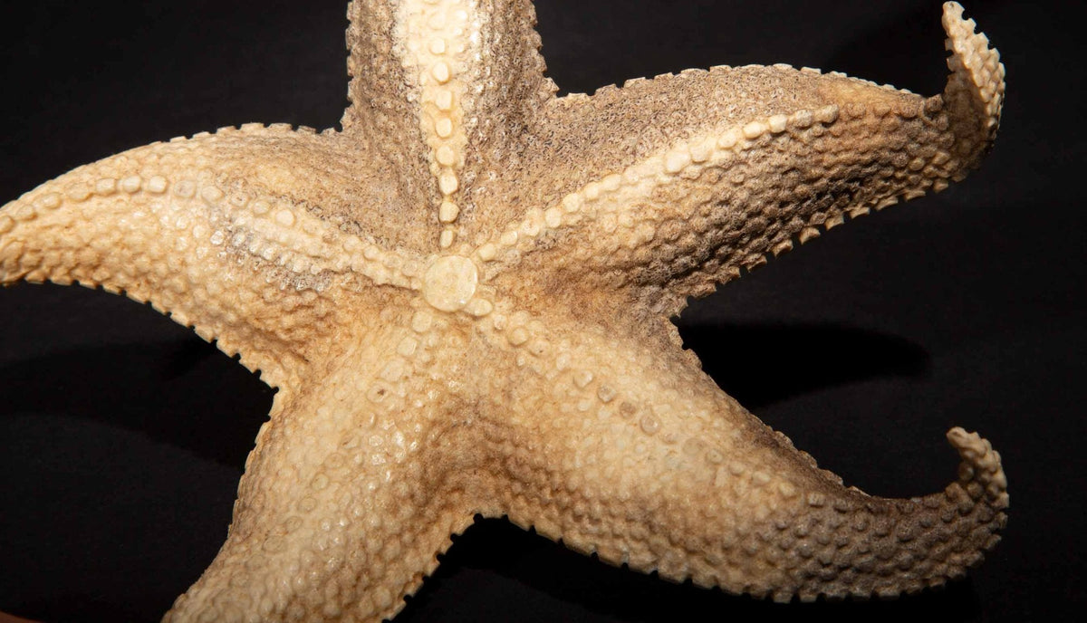 Hand Carved Moose Antler Starfish, 6.5"