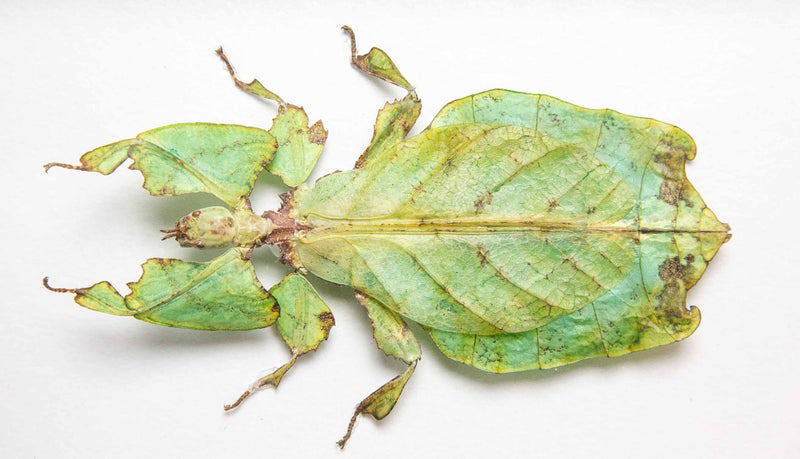 Framed Giant Malaysian Leaf Insect
