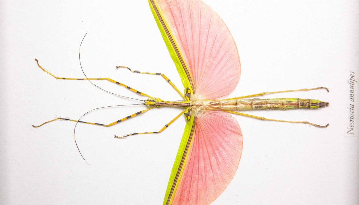 Framed Pink Stick Insect