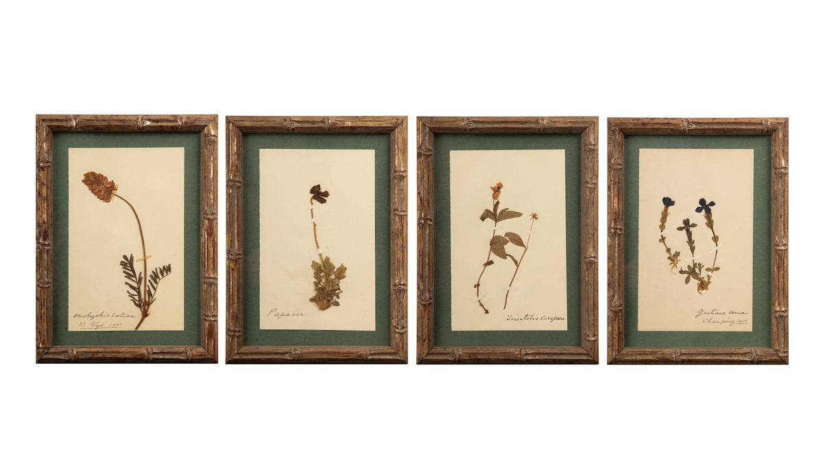 Small Gilt Framed Herbier Botanical Specimens from the 19th Century 9.5" H