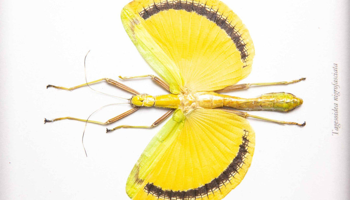 Framed Yellow Umbrella Stick Insect