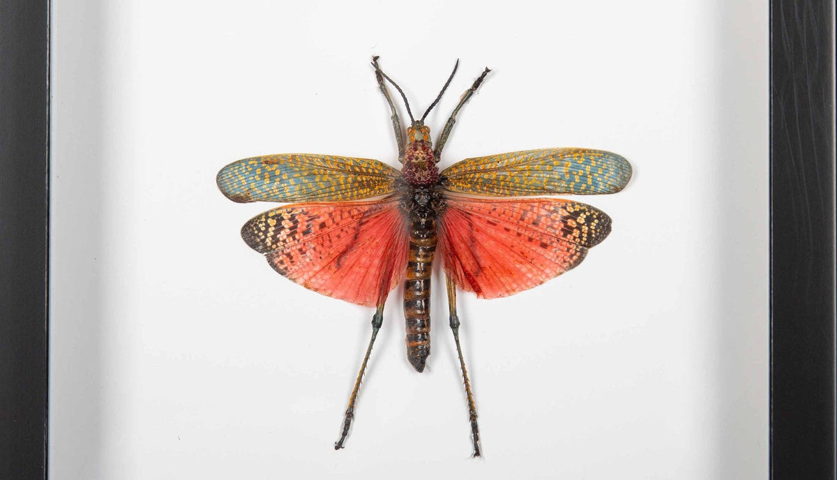 Framed "Phymateos Saxosus" African Grasshopper