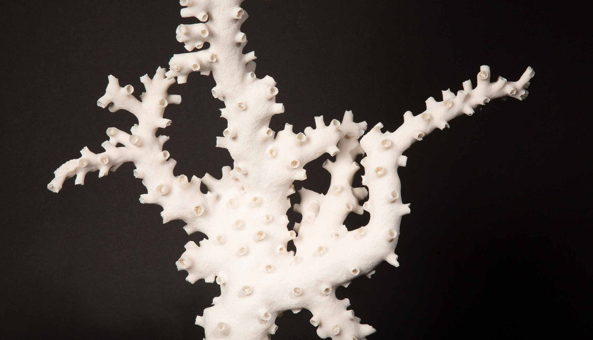 Very Large Custom Mounted Octopus Coral (Galaxea fascicularis)