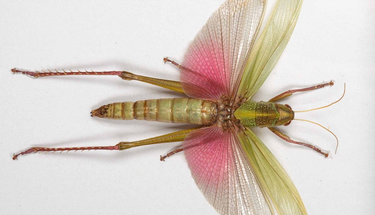 Framed "Chondracris Rosea" Grasshopper