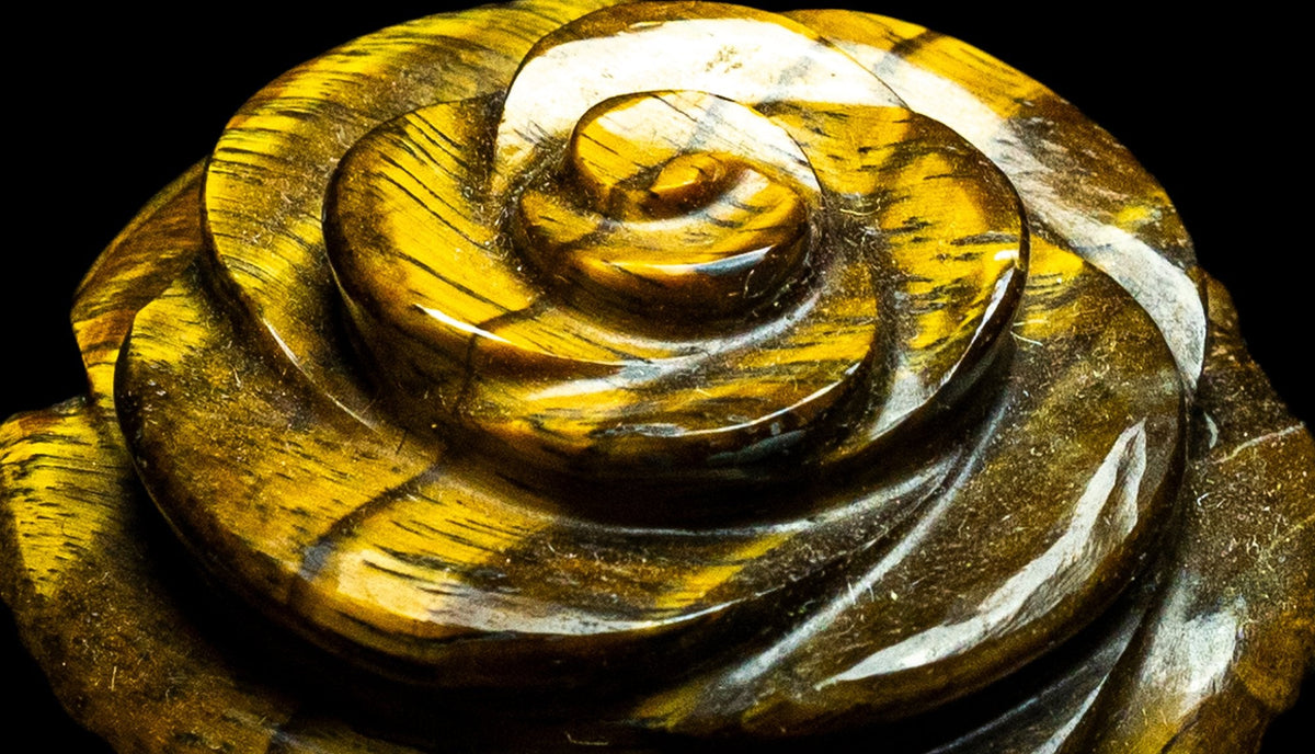 Tiger's Eye Camellia