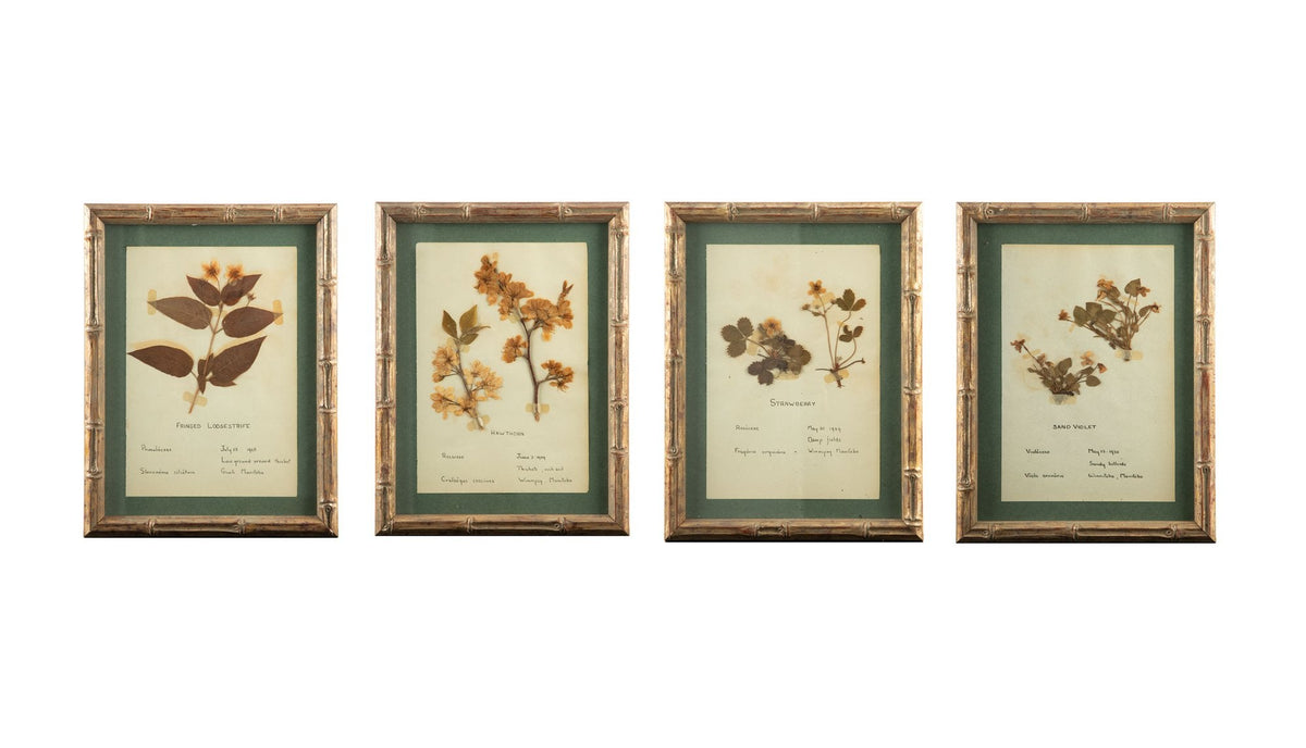 Small Gilt Framed Herbier Botanical Specimens from the 19th Century 10.5" H