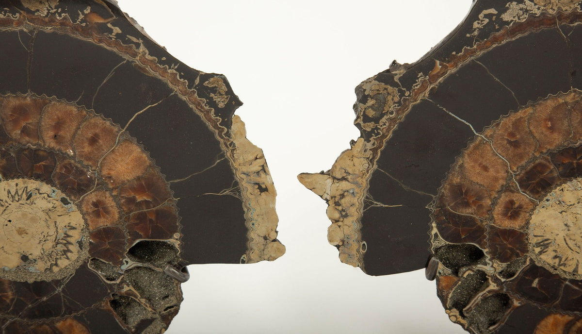 Pair of Mounted Pyritized Ammonites, 12 Inches, Mesozoic Era