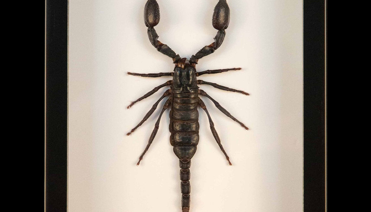 Framed Vietnam Forest Scorpion