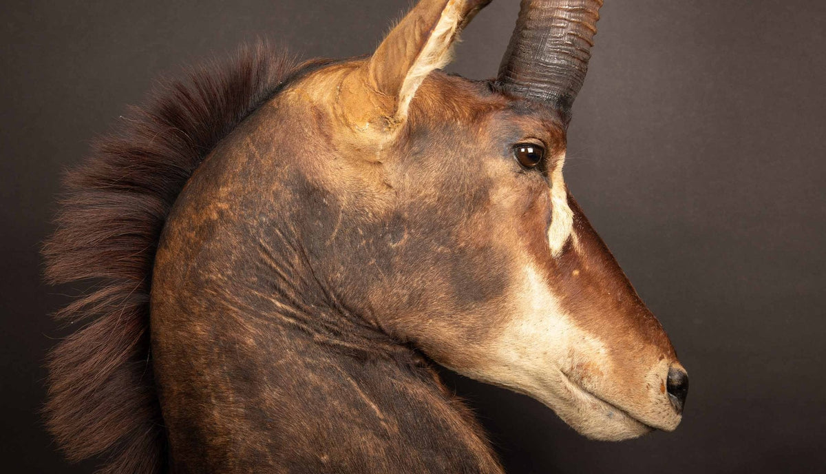 Taxidermy Table Mount Antelope Sable