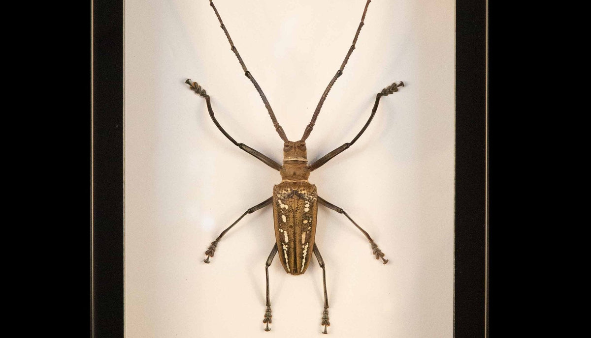 Framed Wallace's Long Horn Beetle