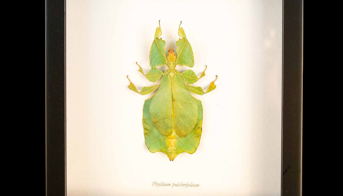 Framed Seychelles Leaf Insect