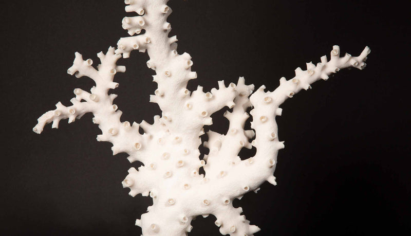 Very Large Custom Mounted Octopus Coral (Galaxea fascicularis)