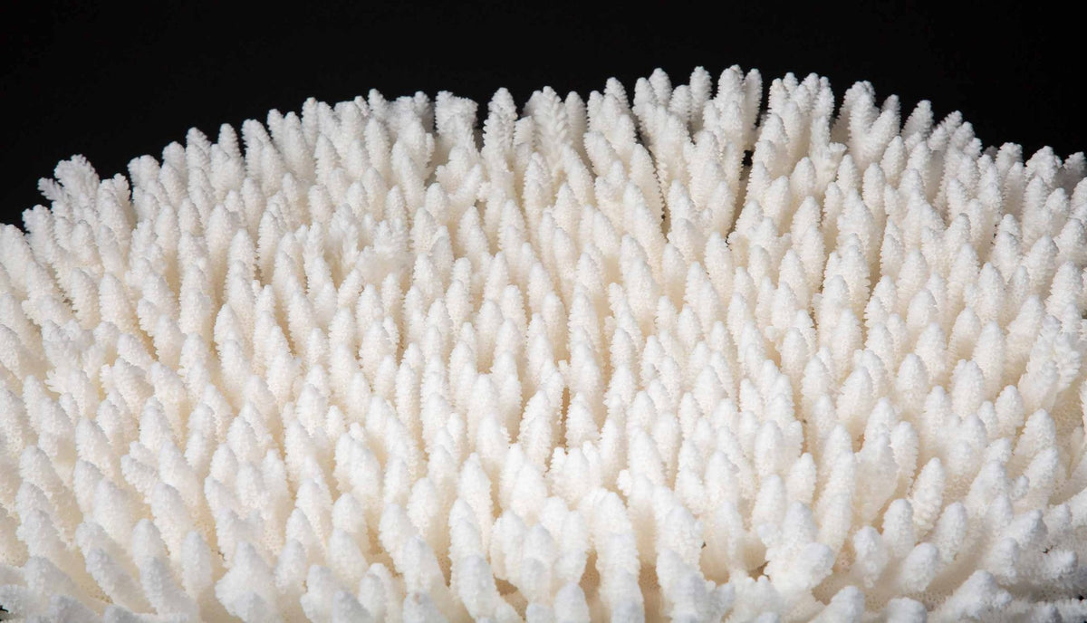 Mounted Table Coral