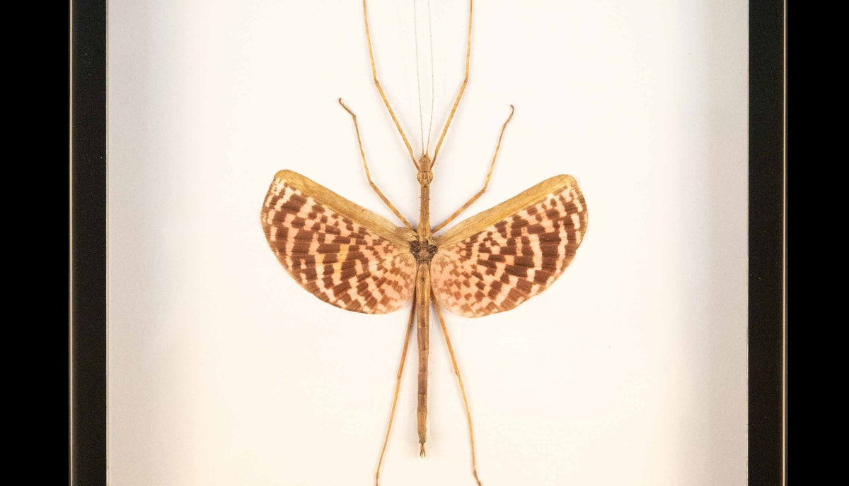 Framed Tessellated Spiny Flying Stick Insect