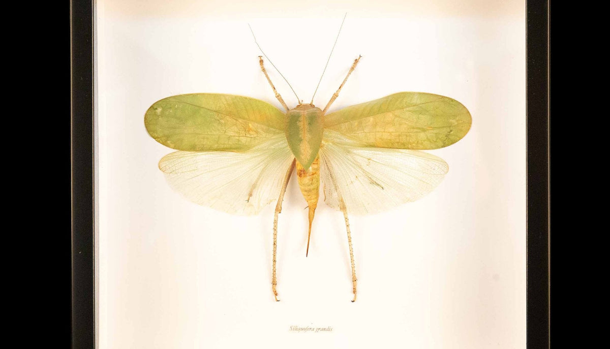 Framed Hooded Katydid