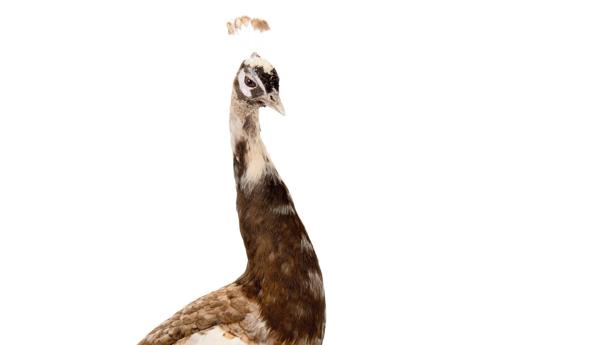 Exquisite Pied Peacock Taxidermy: A Majestic Display of Rarity and Elegance