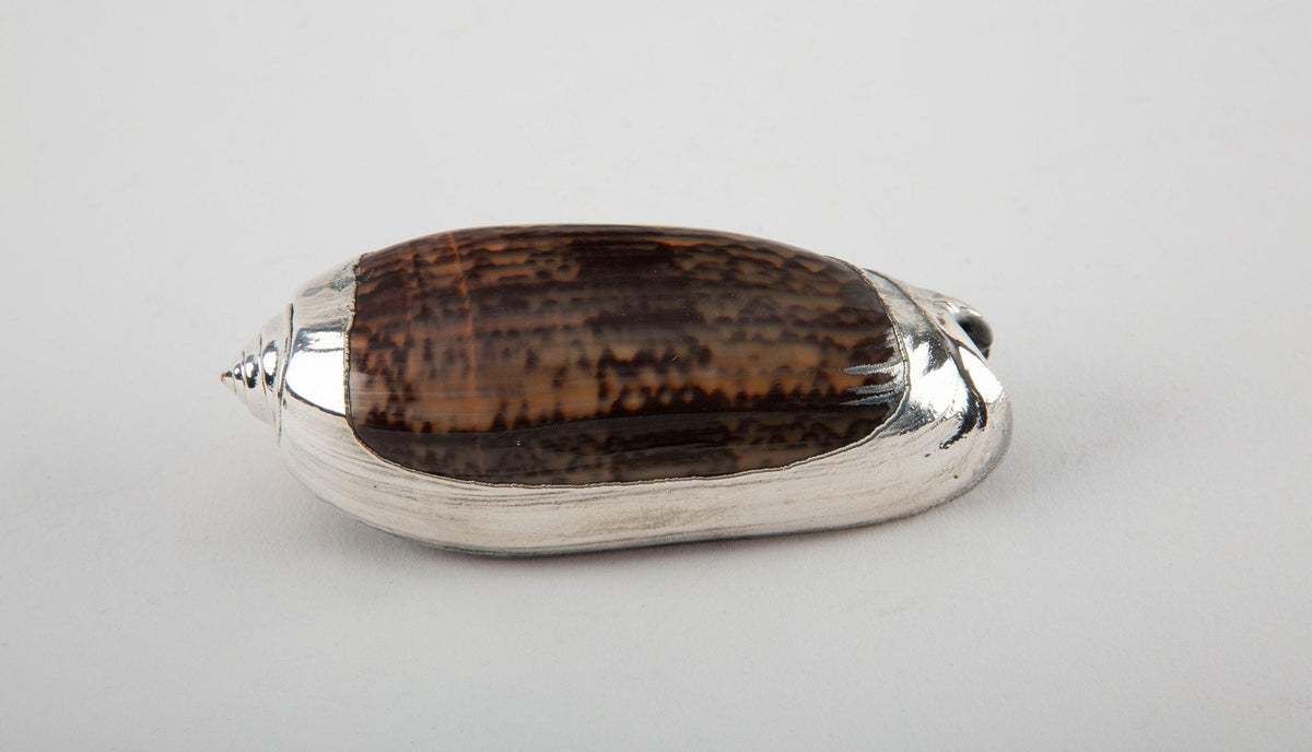 Partially Silvered Olive Shell