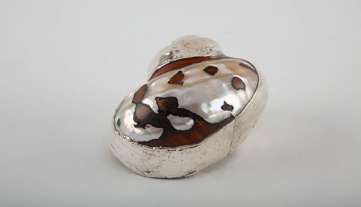 Partially Silvered South African Turban Shell