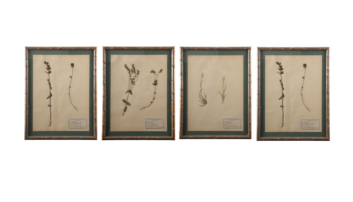 Gilt Framed Herbier Botanical Specimens from the 19th Century on Green Background