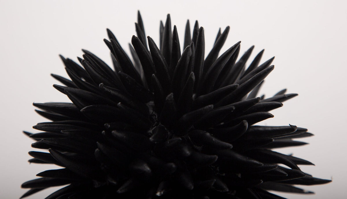 Diadema Black Resin Urchin 6"