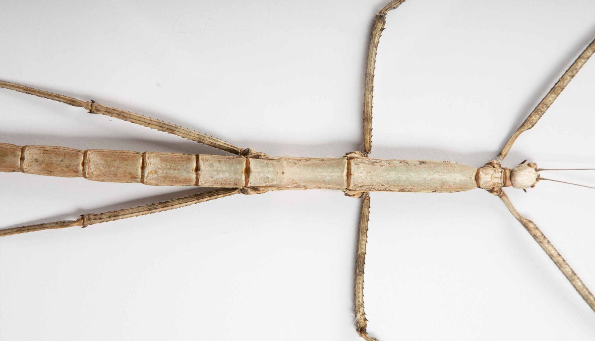 Framed "Nesiophasma Species" Large Stick Insect