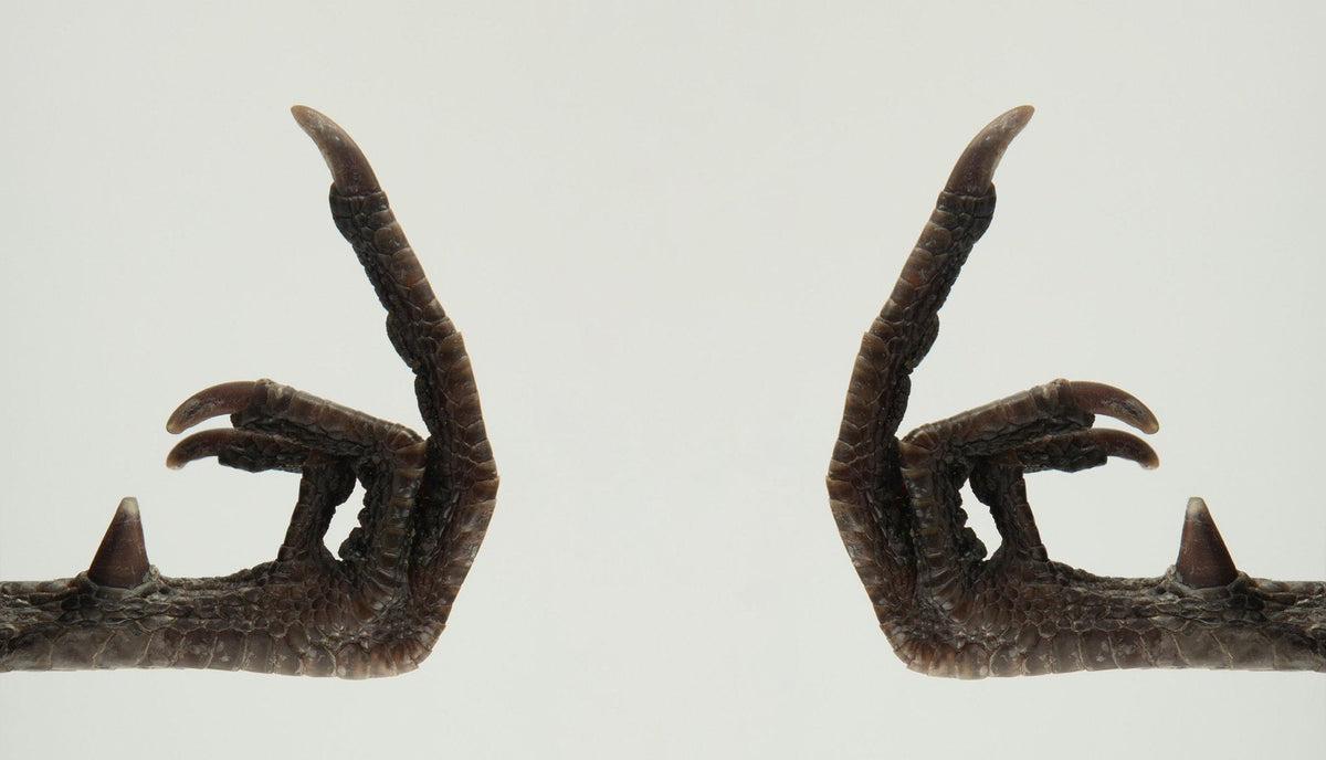 Pheasant Foot Giving the Finger