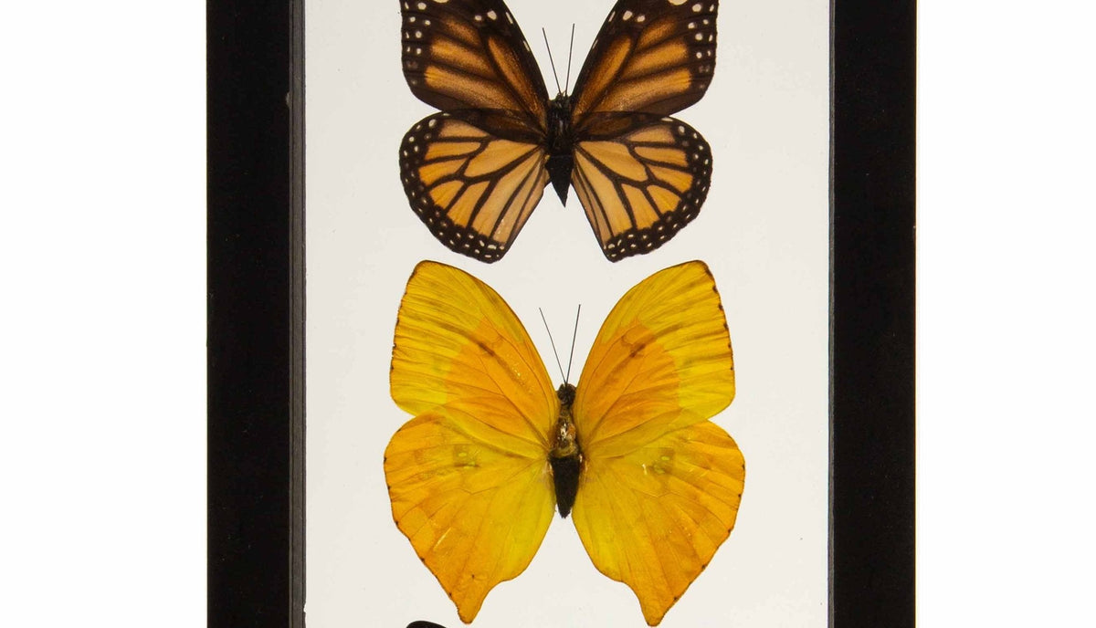 Butterflies in Double-Paned Glass and Ebonized Frame
