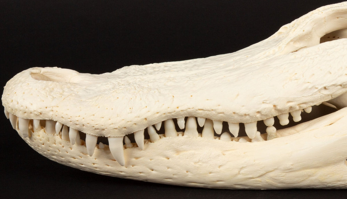 Jaw-Dropping Wonder: 13-Inch Gator Skull