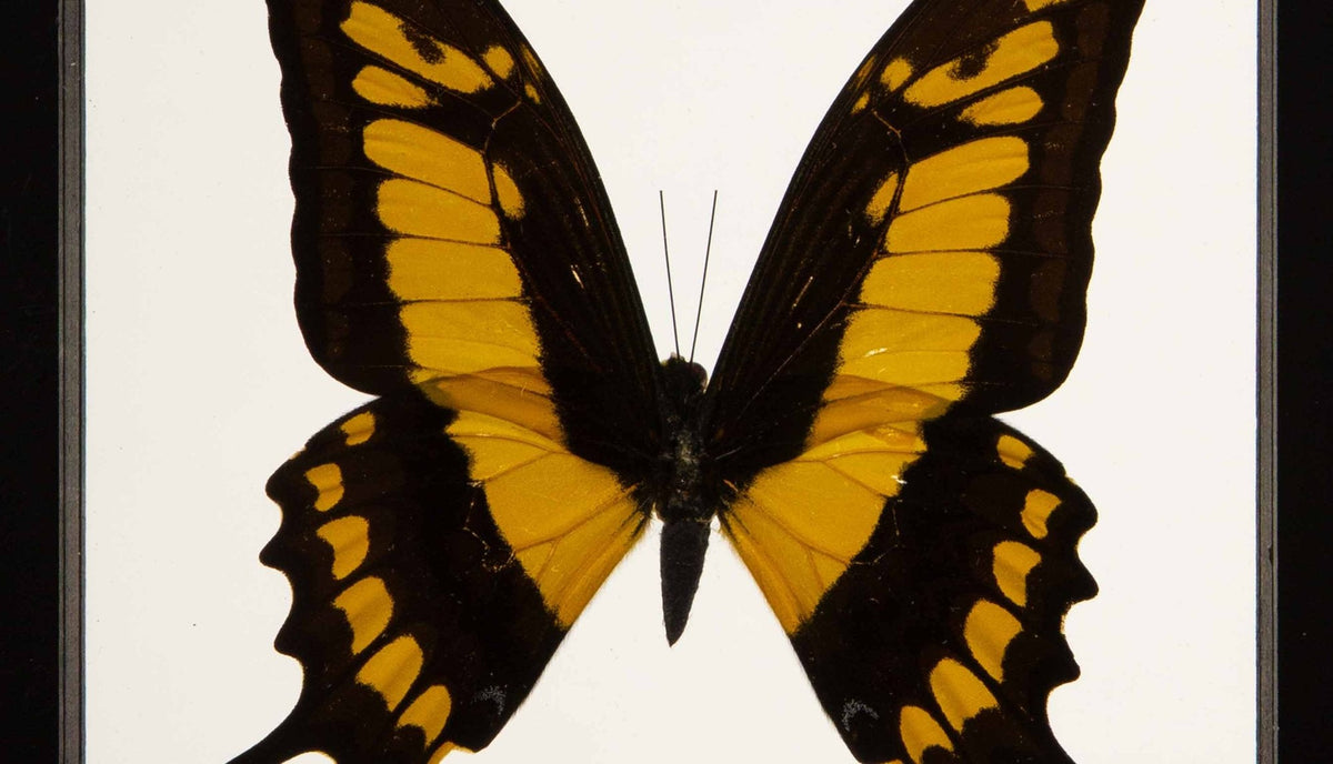 Heraclides Thoa Butterfly in Double-Paned Glass and Ebonized Frame