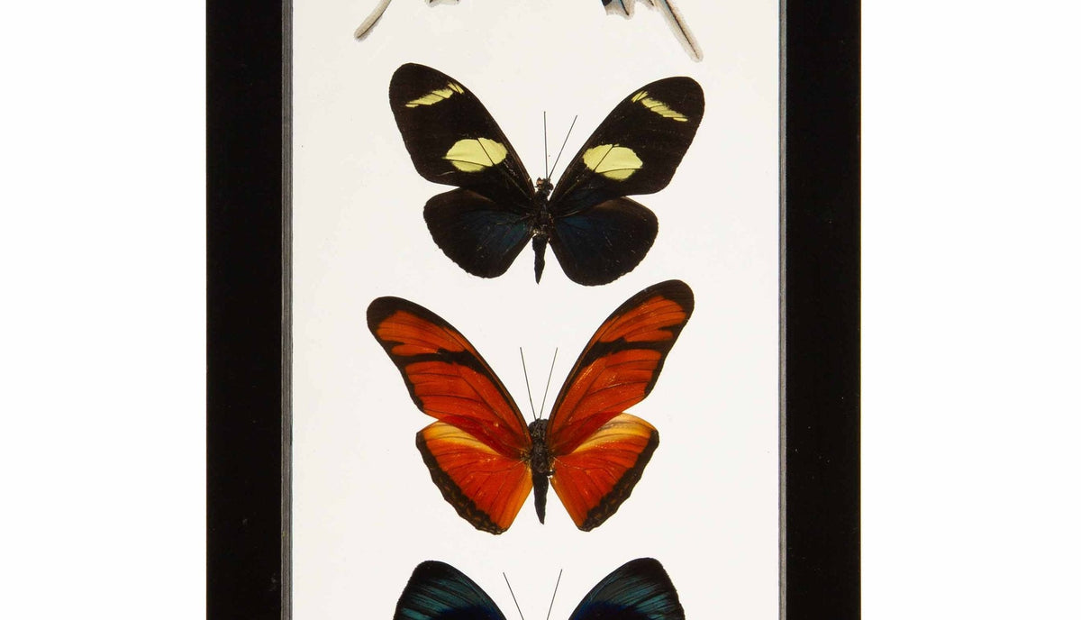 Butterflies in Double-Paned Glass and Ebonized Frame