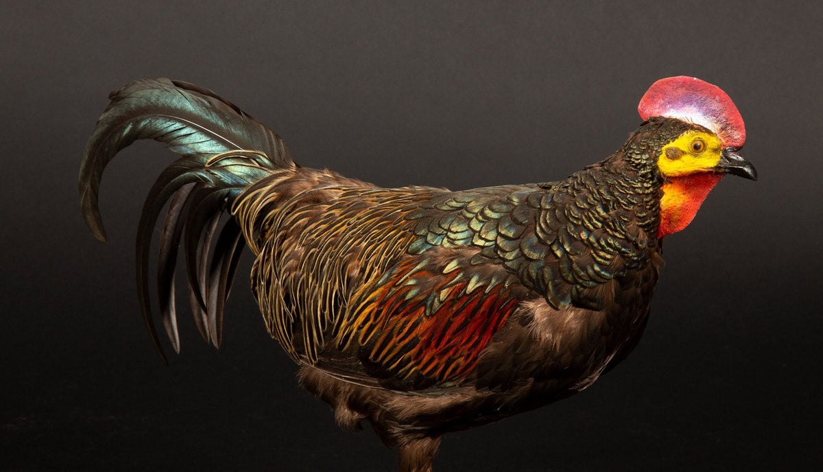 Exquisite Green Jungle Fowl Taxidermy on Natural Wooden Base