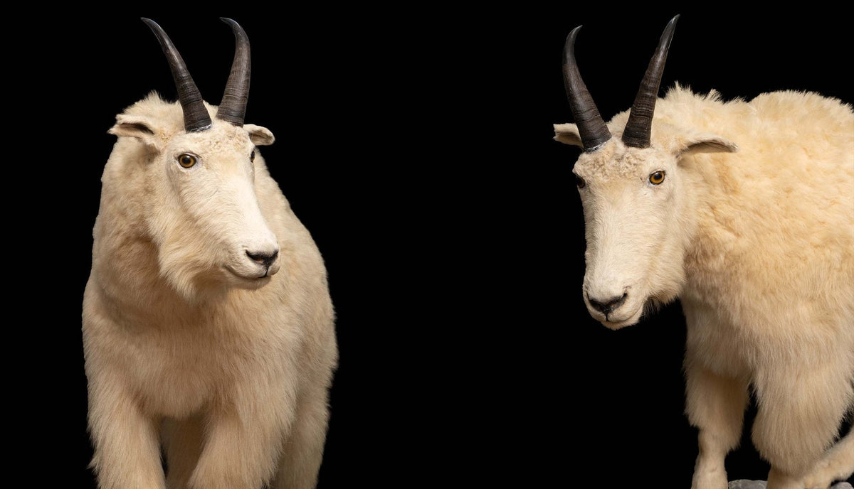 Naturalistic Mounted Mountain Goat