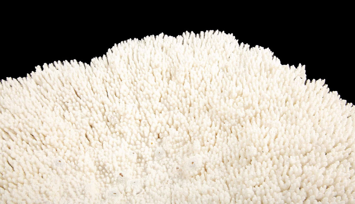 Mounted Table Coral
