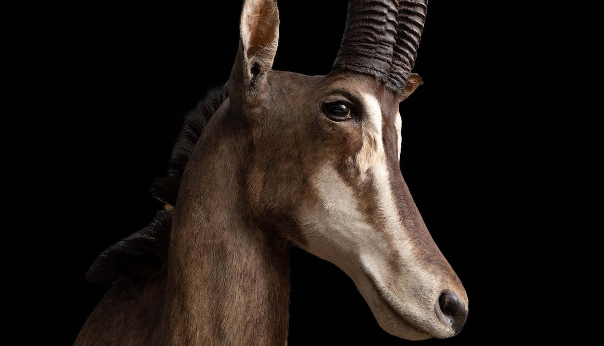 Taxidermy Sable Antelope Pedestal Mount