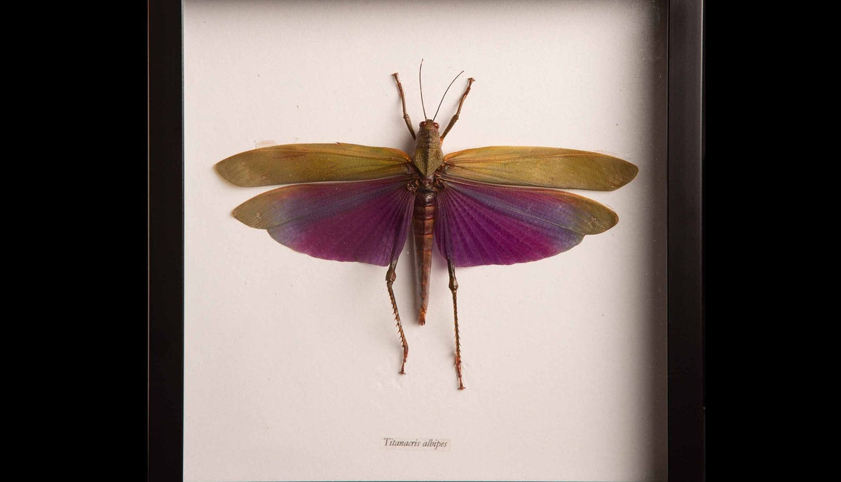 Framed Titanacris Albipes "Grasshopper"