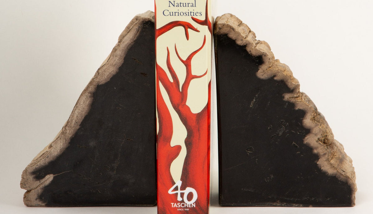 Petrified Wood Book Ends