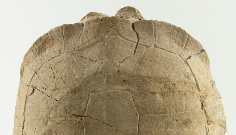 Oligocene Turtle Fossil, South Dakota