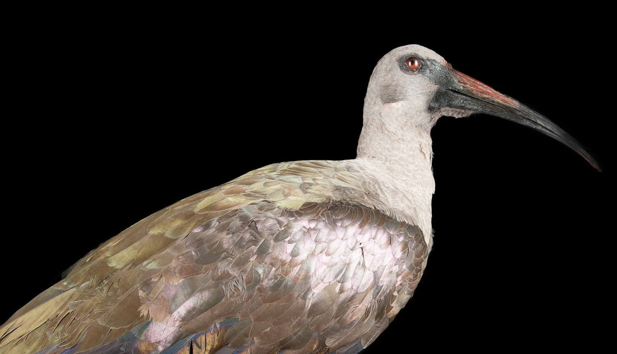 African Sacred Ibis
