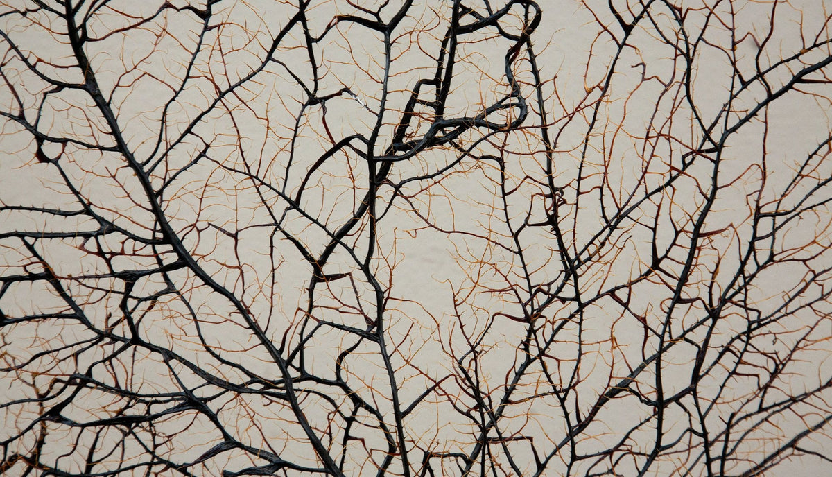 Opulent Ocean: Extra-Large Sea Fans on Antique Gilded Bases-60" High