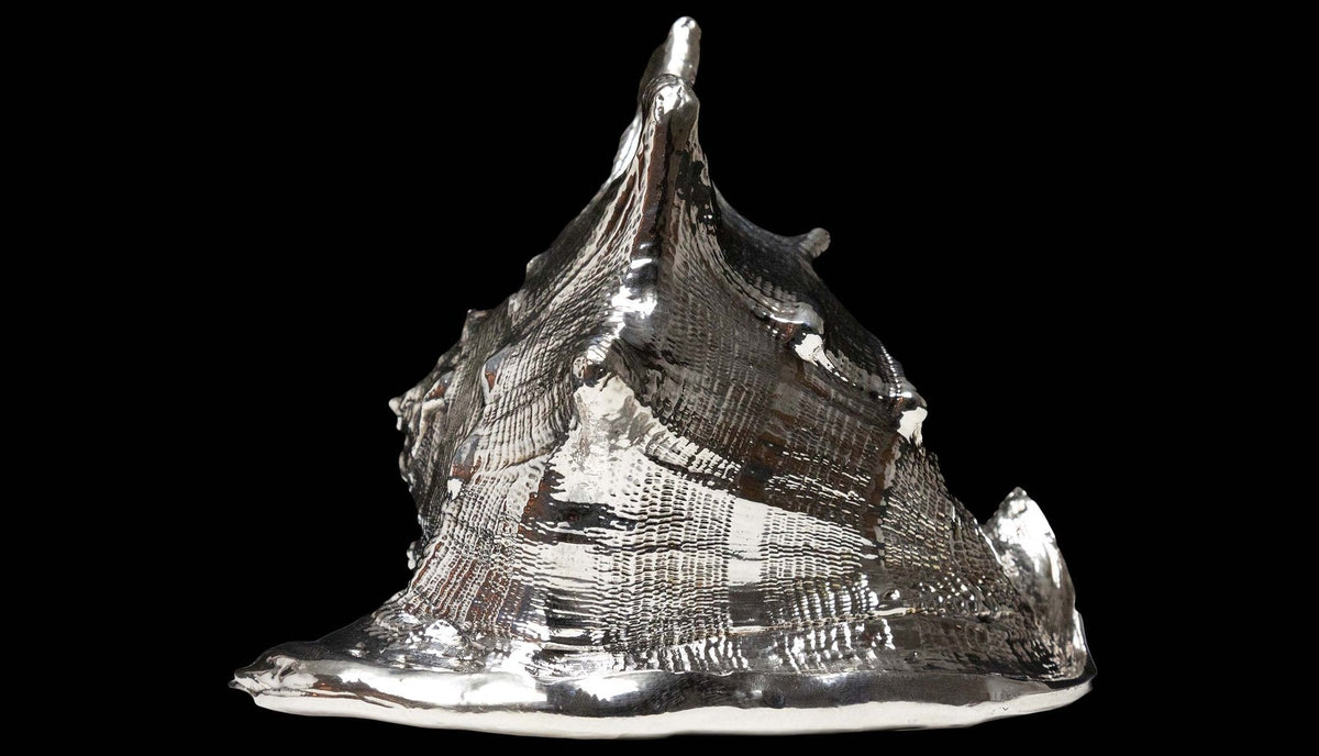 Fully Silvered Cassis Shell
