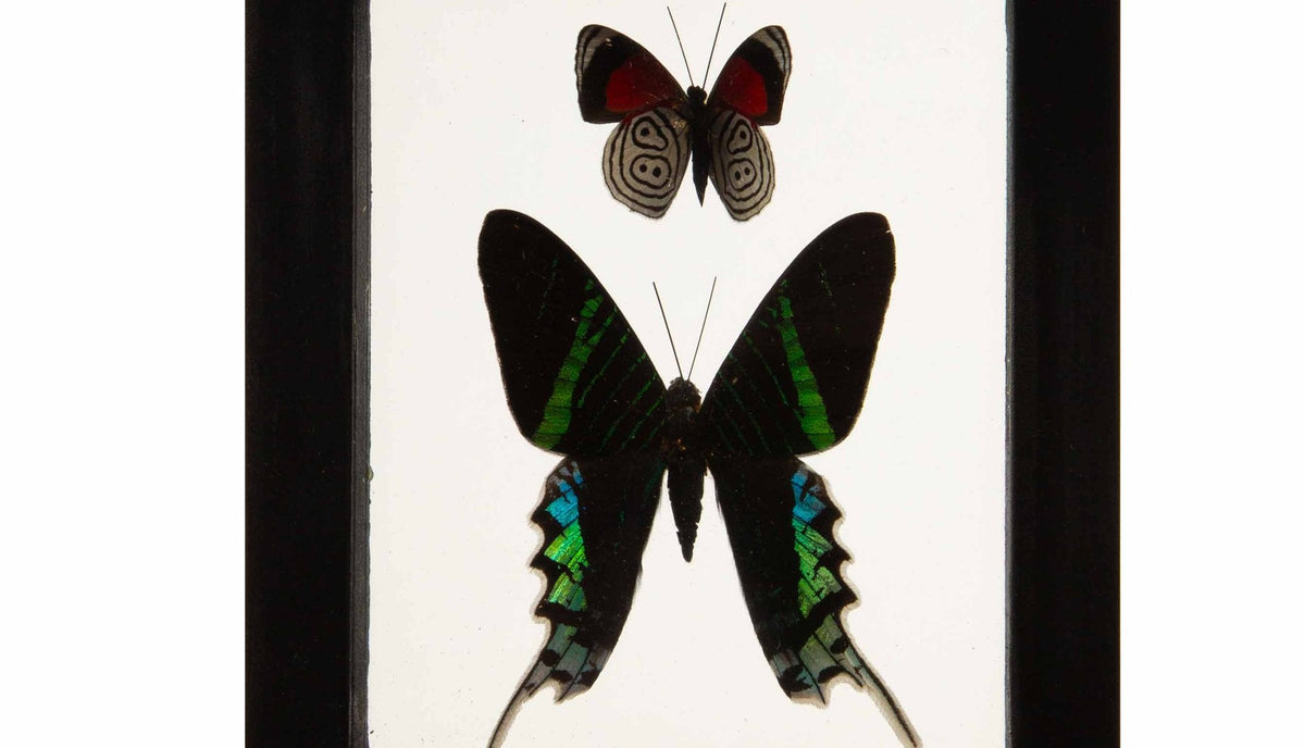 Butterflies in Double-Paned Glass and Ebonized Frame, 5.75" H