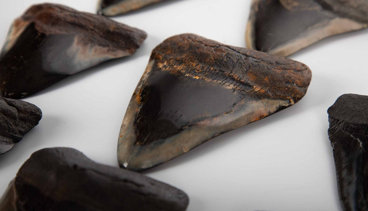 Megalodon Tooth