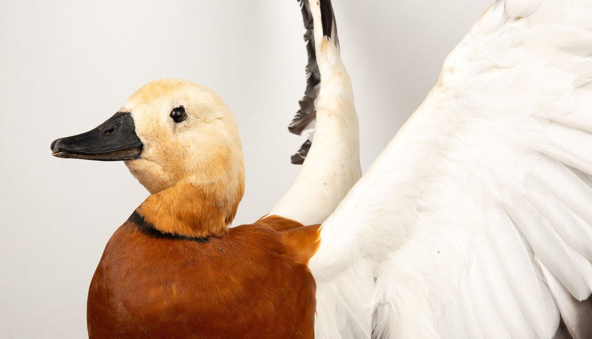 Feathered Flame: Taxidermy Ruddy Shelduck on Sleek Black Base