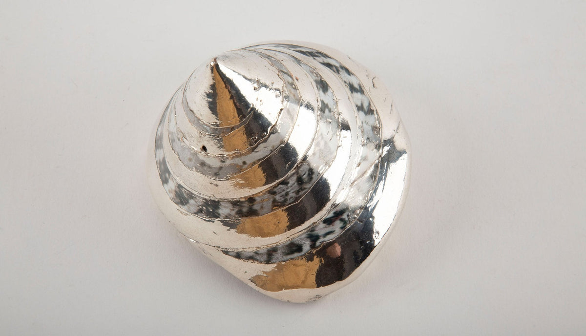 Partially Silvered Trochus Turbo, 3.5"