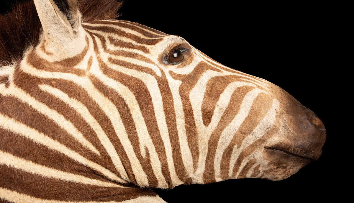 Premier quality Shoulder Mount Taxidermy Burchell's Zebra